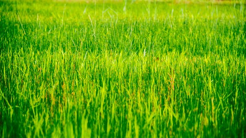 草平原 · 免费素材图片