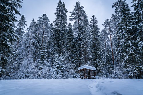雪覆盖的绿树 · 免费素材图片