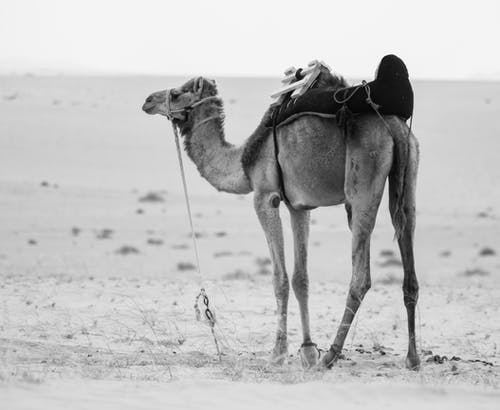 骆驼的单色照片 · 免费素材图片