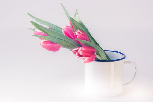 白杯粉色郁金香花 · 免费素材图片