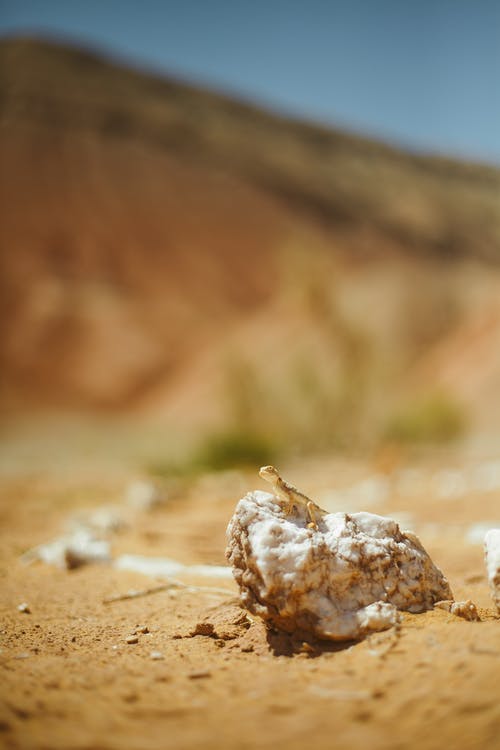 布朗蜥蜴在岩石碎片 · 免费素材图片