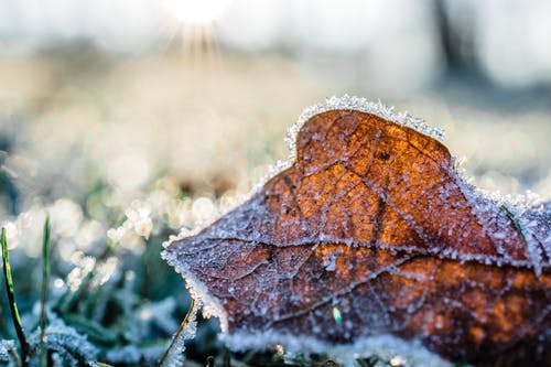 白天白雪覆盖的干叶 · 免费素材图片