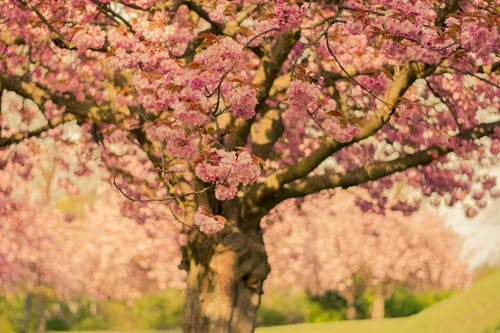 樱花树在特写照片 · 免费素材图片