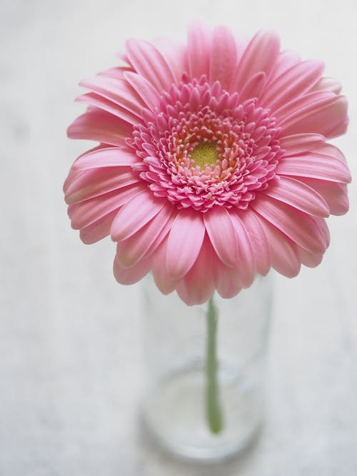 在特写摄影中的粉色非洲菊花卉 · 免费素材图片