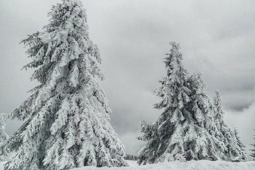 雪覆盖的树木照片 · 免费素材图片