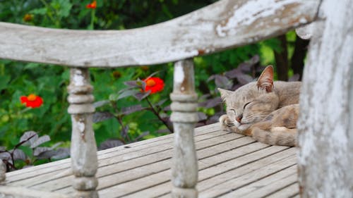 短毛灰猫睡在灰色的木质表面上 · 免费素材图片