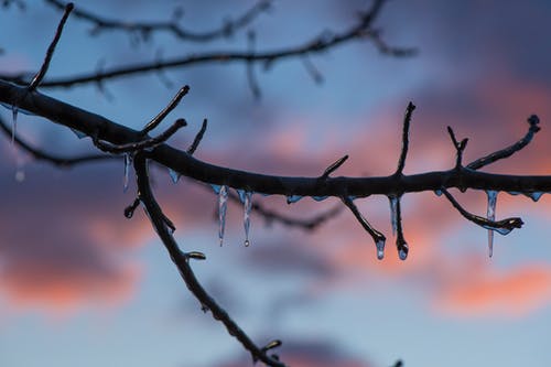 棕色树枝与冰 · 免费素材图片