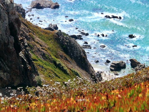 白天在水体附近的悬崖上拍摄橙黄色花瓣的花 · 免费素材图片