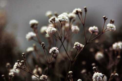 白花蕾照片 · 免费素材图片