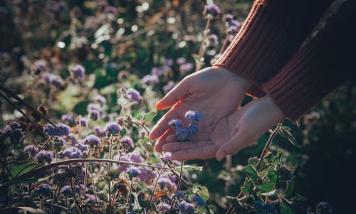 人手捧花 · 免费素材图片