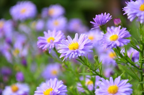 紫色雏菊花的焦点摄影 · 免费素材图片
