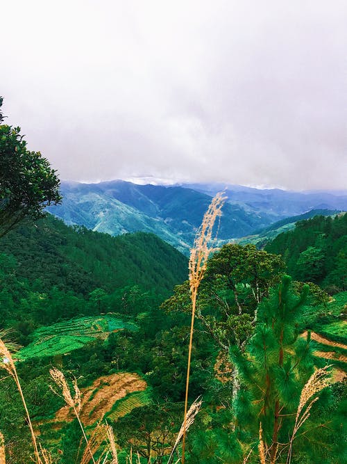 白天山旁边的绿叶树 · 免费素材图片