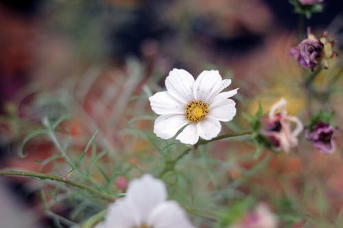 白色花瓣花 · 免费素材图片