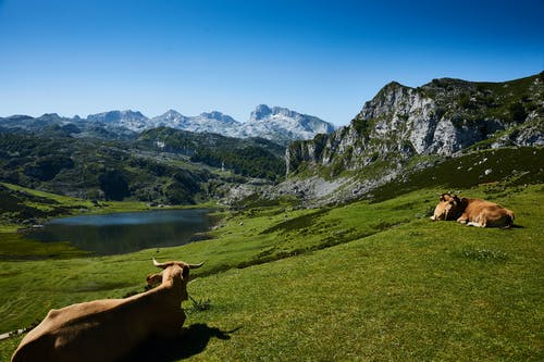 躺在草地上的两个棕色牛 · 免费素材图片