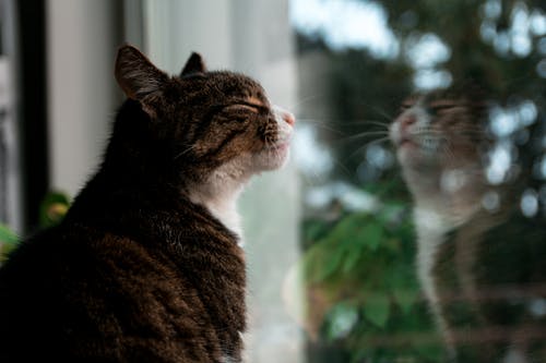 棕色虎斑小猫站在玻璃窗上的选择性聚焦摄影 · 免费素材图片