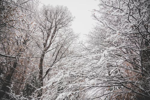 白雪皑皑的无叶树木 · 免费素材图片