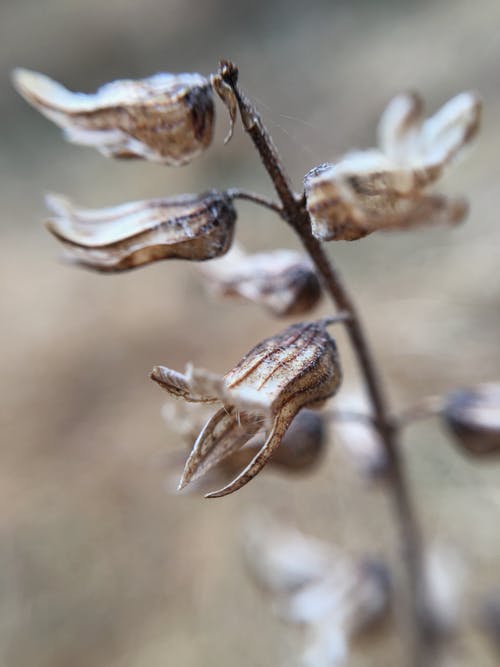 干花的特写摄影 · 免费素材图片