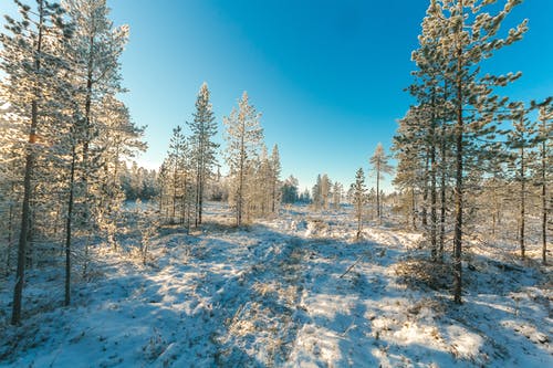 雪覆盖领域和蓝蓝的天空下的绿叶树 · 免费素材图片