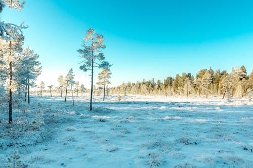 绿叶覆盖着雪的树木 · 免费素材图片