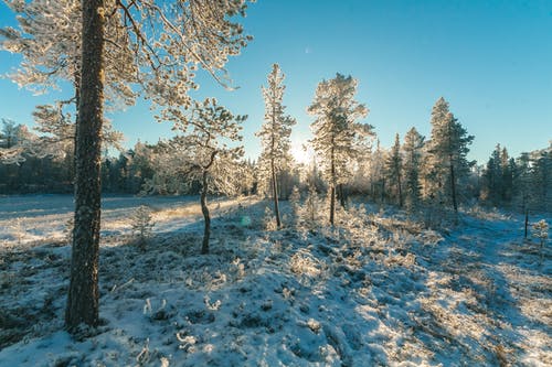 白雪覆盖的树木景观摄影 · 免费素材图片