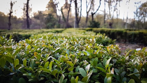 无叶树附近的绿色植物的照片 · 免费素材图片