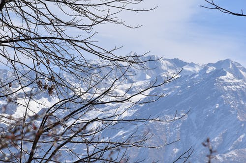 树木覆盖着雪附近的裸树 · 免费素材图片