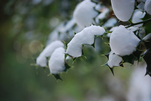 Closup摄影中的绿叶与雪 · 免费素材图片