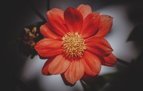 红色雏菊花的高角度摄影 · 免费素材图片