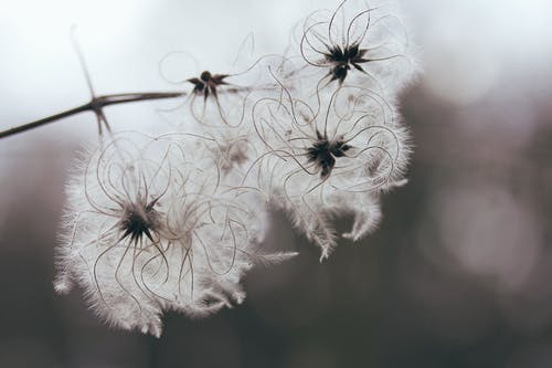 白花特写摄影 · 免费素材图片