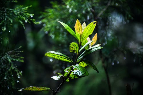 叶子的特写摄影 · 免费素材图片