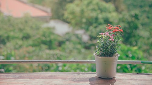 盆花在阳台附近 · 免费素材图片