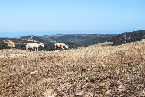 两只棕色的羊，在布朗场 · 免费素材图片