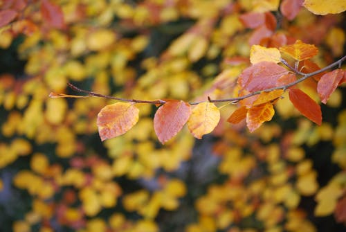 棕色和黄色的叶子上焦点照片 · 免费素材图片