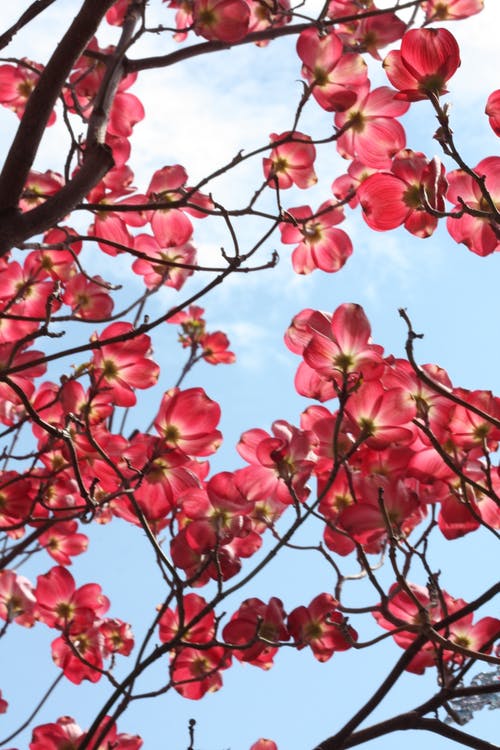 樱花树在白天 · 免费素材图片