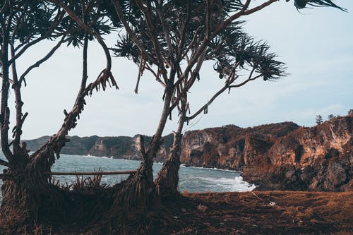 树木在海边的照片 · 免费素材图片