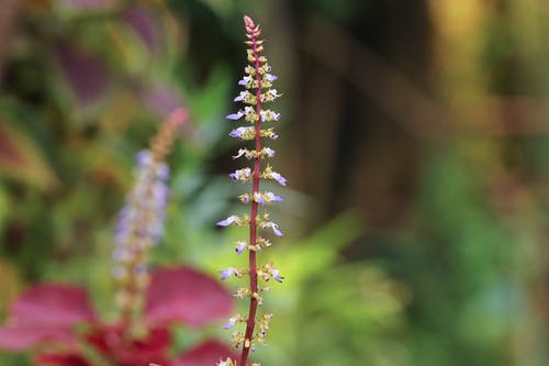 紫色花瓣花的选择性焦点照片 · 免费素材图片