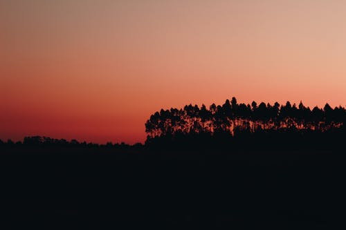 黎明时树木剪影 · 免费素材图片