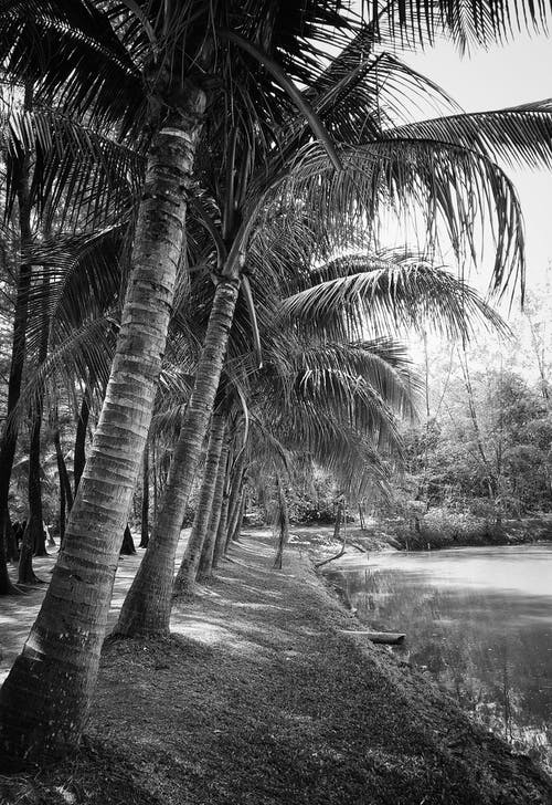 水体旁椰子树的灰度摄影 · 免费素材图片