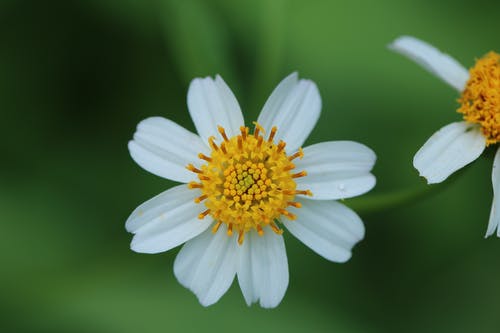 两朵白花 · 免费素材图片