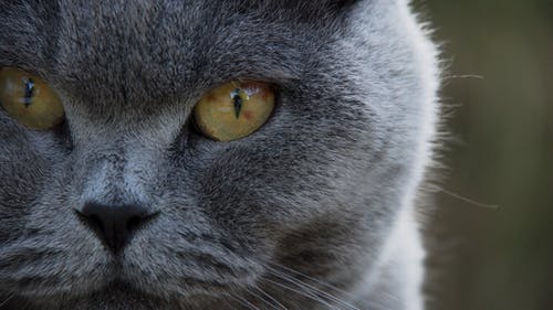 灰色的虎斑猫的浅焦点 · 免费素材图片