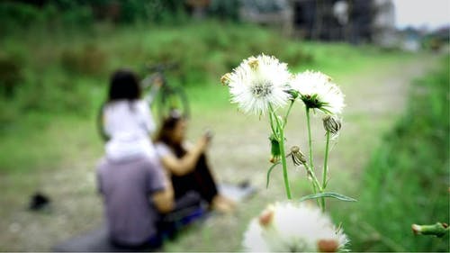 白色蒲公英的选择性聚焦照片 · 免费素材图片