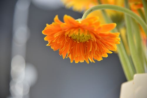 橙色雏菊花选择性聚焦摄影 · 免费素材图片