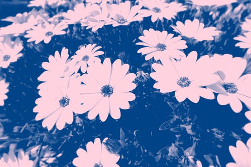 花瓣花的蓝色照片 · 免费素材图片