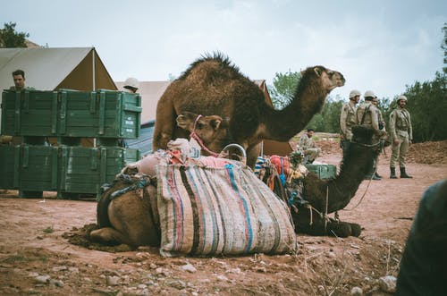 骆驼躺在地上的照片 · 免费素材图片