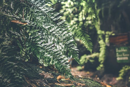 白天绿叶的植物 · 免费素材图片