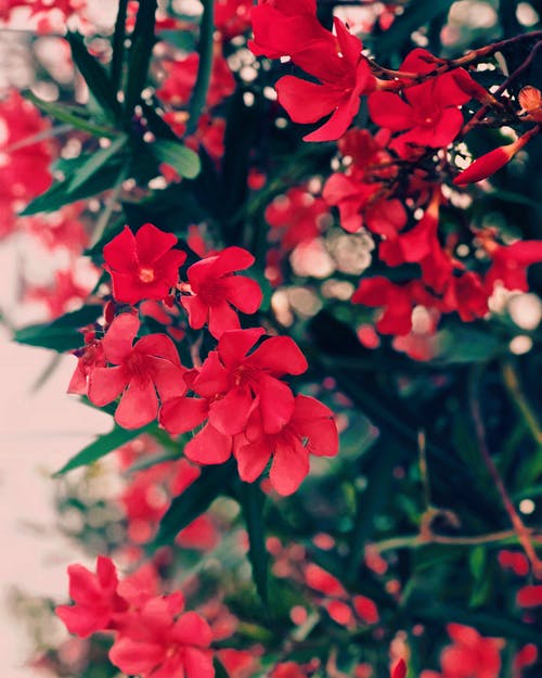红色簇花与绿叶 · 免费素材图片