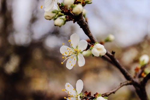选择性聚焦摄影樱花花 · 免费素材图片