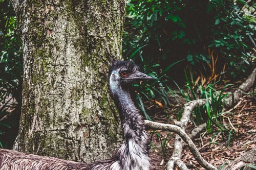 森林里的灰色短喙动物 · 免费素材图片