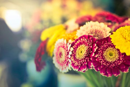 红色花瓣的花朵特写摄影 · 免费素材图片