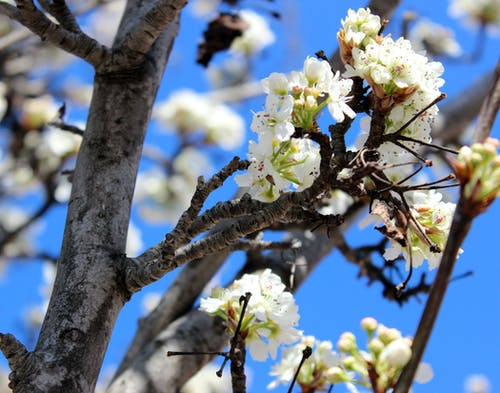 树上的白色花瓣花 · 免费素材图片